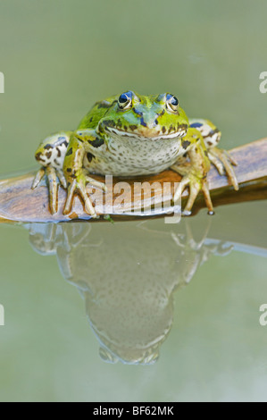 Edible Frog (Rana esculenta), adults on log, Switzerland, Europe Stock Photo