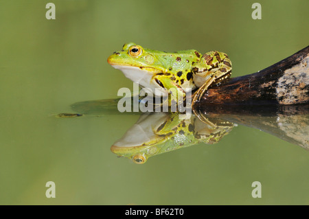 Edible Frog (Rana esculenta), adult on log, Switzerland, Europe Stock Photo