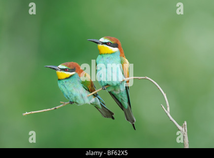 European Bee-eater (Merops apiaster),adults perched, Hungary, Europe Stock Photo