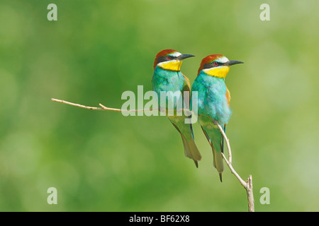 European Bee-eater (Merops apiaster),adults perched, Hungary, Europe Stock Photo