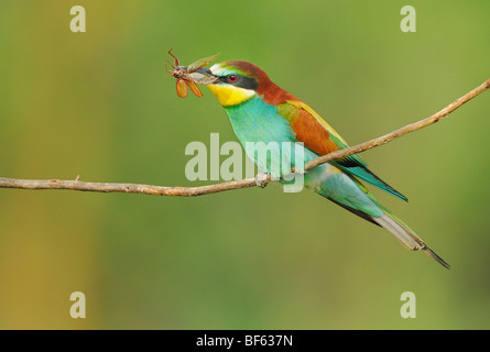 European Bee-eater (Merops apiaster), adult with cockchafer (Melolontha melolontha) prey, Hungary, Europe