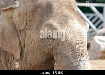 Asian Elephant Chester Zoo, Cheshire, England Stock Photo