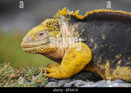 Galapagos Land Iguana (Conolophus subcristatus), adult, Plaza Sur Island, Galapagos Islands, Ecuador, South America Stock Photo