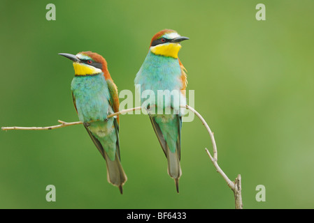 European Bee-eater (Merops apiaster),adults perched, Hungary, Europe Stock Photo