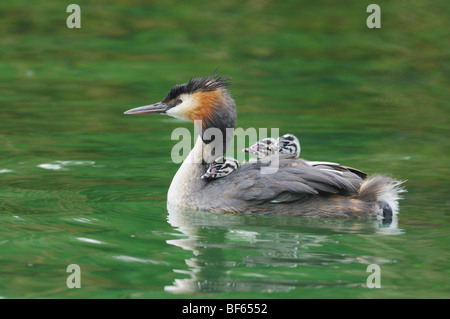 Great-crested Grebe (Podiceps cristatus), adult with young on back, Switzerland, Europe Stock Photo