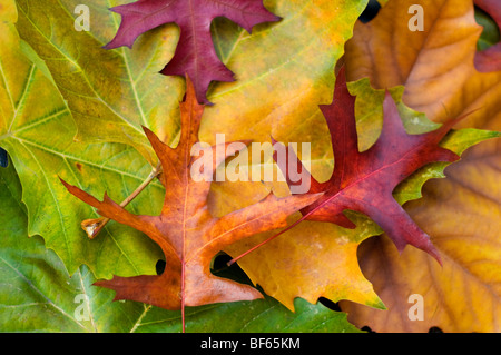 Colorful Collection of Autumn Leaves , close up leaf Stock Photo - Alamy