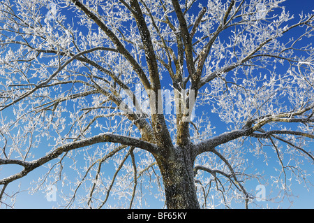 Linden tree Tilia sp bare tree at sunset in winter Switzerland Stock ...