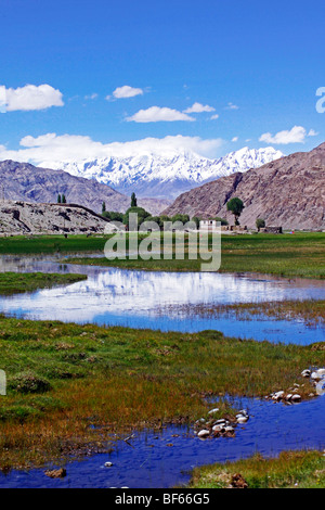 Free grazing sheep, Nalati Grassland, Ili Kazakh Autonomous Prefecture, Xinjiang Uyghur Autonomous Region, China Stock Photo