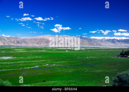 Nalati Grassland, Ili Kazakh Autonomous Prefecture, Xinjiang Uyghur Autonomous Region, China Stock Photo