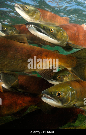 Red salmon, Oncorhynchus nerka, Kokanee, East River, Colorado Stock Photo