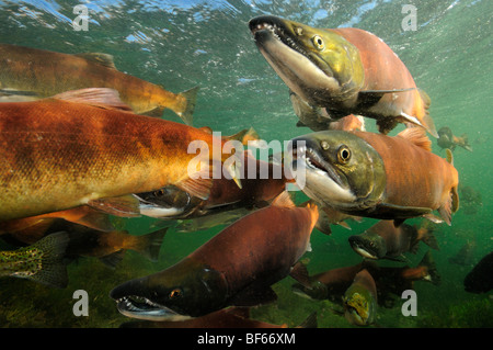 Red salmon, Oncorhynchus nerka, Kokanee, East River, Colorado Stock Photo