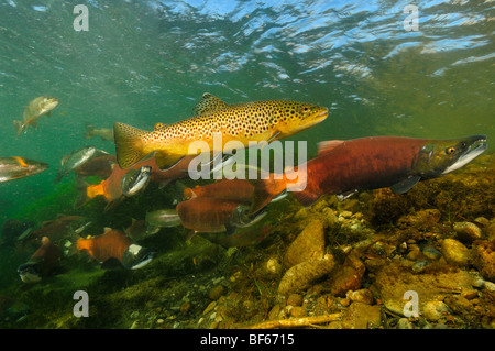 Red salmon, Oncorhynchus nerka, Kokanee, and Brown trout, Salmo trutta, East River, Colorado Stock Photo
