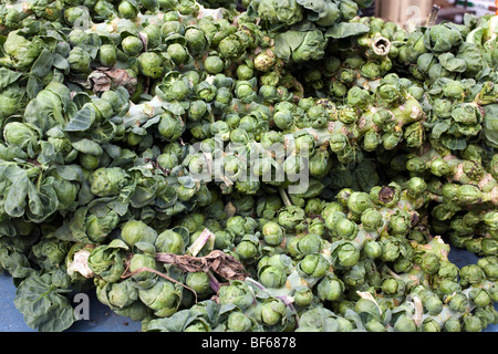 fresh wholesome brussel sprout stalks displayed for sale at the Union Square farmers green market in Manhattan New York City Stock Photo