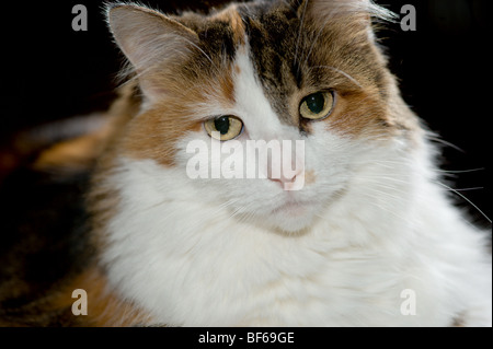 Long haired calico cat portrait Stock Photo