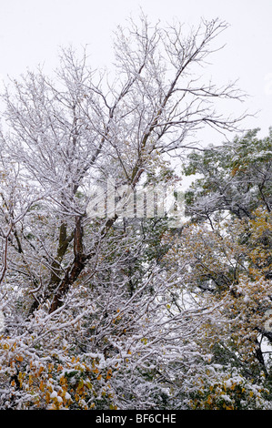 Early Snow in October. Stock Photo