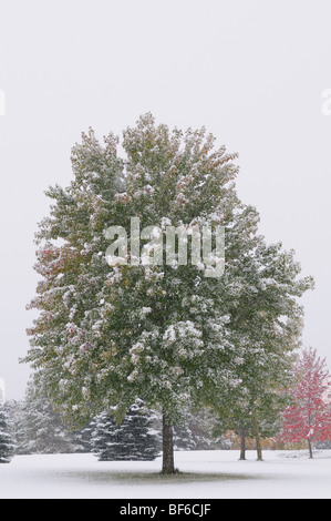 Lonely Tree during fall snow Stock Photo