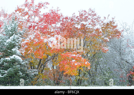 Early Snow in October, Fall Color Stock Photo