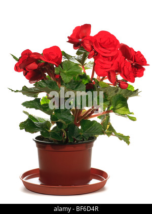 Home plant begonia in flowerpot isolated on white background. Three shots composite photo with considerable depth of sharpness. Stock Photo