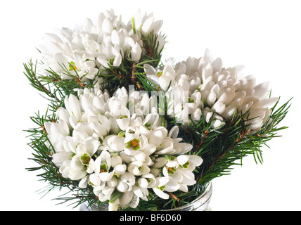 Spring snowdrop flowers three part nosegay isolated on white background. Stock Photo