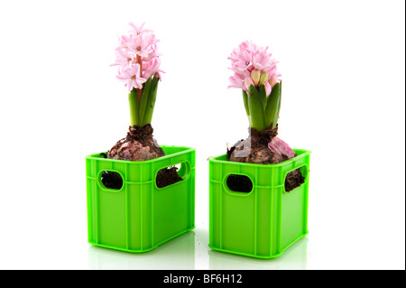 two pink Hyacinths with flower bulbs and white background Stock Photo