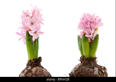 two pink Hyacinths with flower bulbs and white background Stock Photo