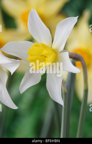 Narcissus 'White Lady' (Daffodil) Div.3 Small-cupped April Stock Photo