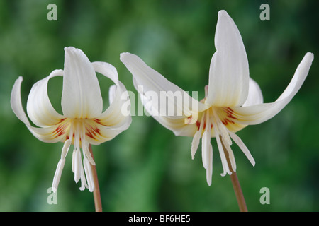 Erythronium californicum 'White Beauty' (Dog's-tooth violet, Trout lily) Stock Photo