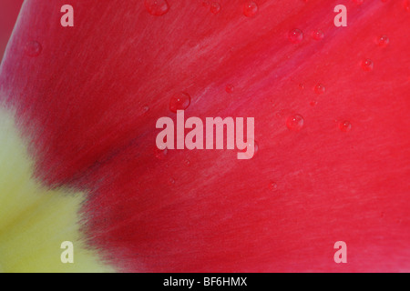 Tulipa 'Red Impression'  AGM(Tulip) Darwinhybrid Group Close up of part of petal Stock Photo