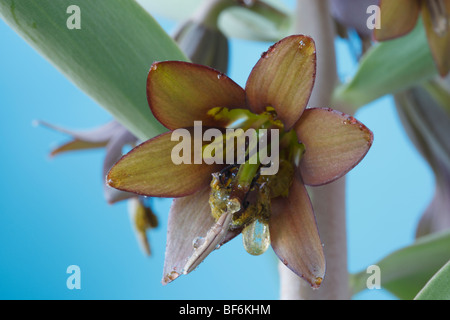 Fritillaria sewerzowii (Fritillary) Stock Photo