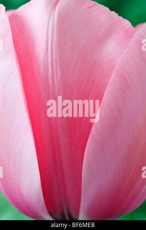 Tulipa 'Pink Impression'  AGM(Tulip) Darwinhybrid Group Stock Photo