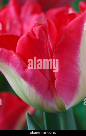 Tulipa 'Lip Gloss' (Tulip) Triumph Group Stock Photo