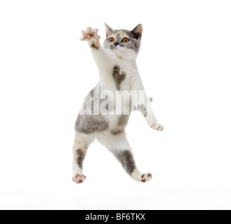 British Shorthair cat - kitten - jumping - cut out Stock Photo