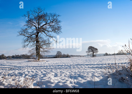 Winter Oak Tree in the snow Somerset England.  One of a series taken over a year Stock Photo