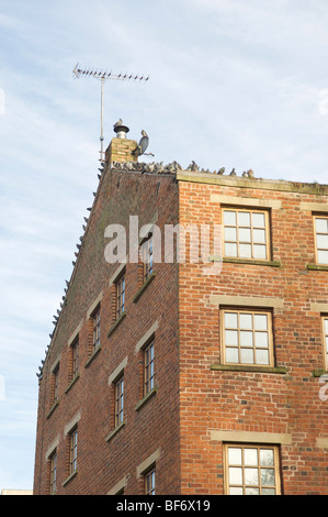 Pigeons on roof of renovated victorian building Stock Photo