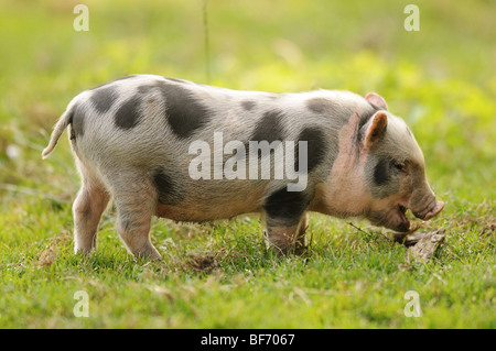 Vietnamese Pot-bellied pig - piglet on the meadow Stock Photo