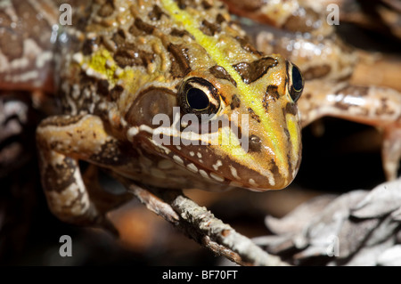 Rana angolensis- Common River Frog amphibian African amphibian Zimbabwean frog Stock Photo