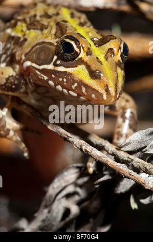 Rana angolensis- Common River Frog amphibian African amphibian Zimbabwean frog Stock Photo
