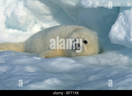 harp seal, phoca groenlandica, pagophilus groenlandicus Stock Photo