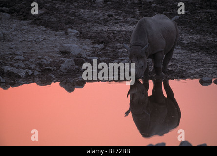 black rhinocerus, black rhino, hooked-lipped rhinoceros, browse rhinoceros, dicerus bicornis Stock Photo