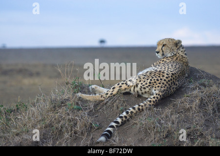 Female Cheetah, Acinonyx jubatus, laying on top of a termite mound. Masai Mara National Reserve, Kenya. Stock Photo