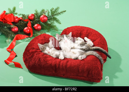 domestic cat - two kittens lying on pillow Stock Photo