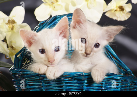 Balinese and Siamese cat - kittens in basket Stock Photo