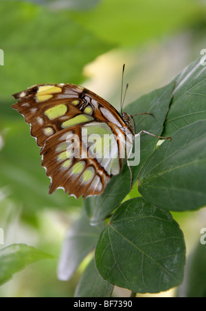 Malachite Butterfly or Bamboo Page, Siproeta stelenes,  Tropical Central and South America Stock Photo