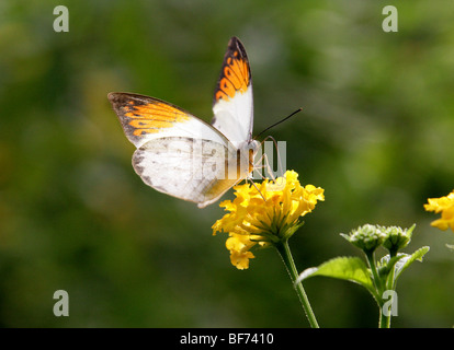 Female Great or Giant Orange Tip Butterfly, Hebomoia glaucippe, South East Asia and Australasia Stock Photo