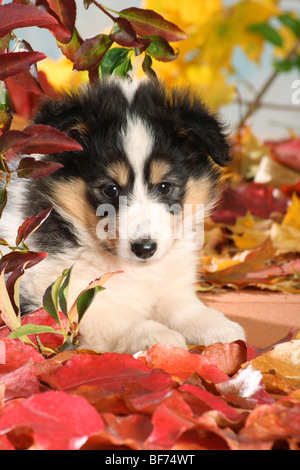 Sheltie, Shetland Sheep Dog dog. Puppy lying in leaf litter Stock Photo