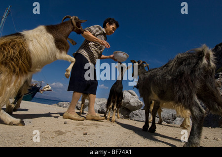 Greek woman feeding goats on a beach on the Greek island of Symi Stock Photo