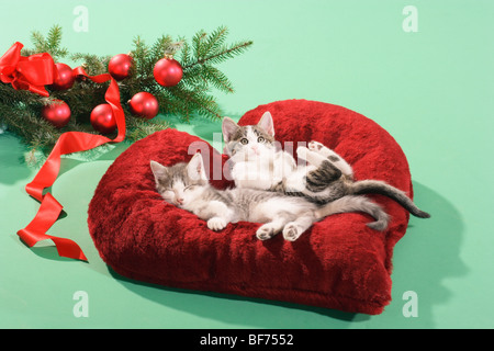 domestic cat - two kittens lying on pillow Stock Photo