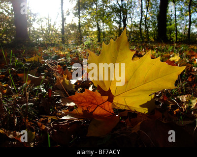 Leaf on ground in forest during autumn season – France Europe