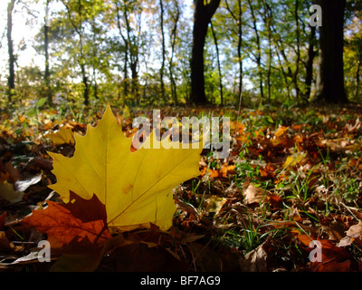 Leaf on ground in forest during autumn season – France Europe