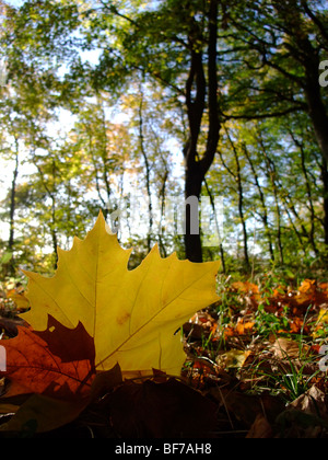 Leaf on ground in forest during autumn season – France Europe